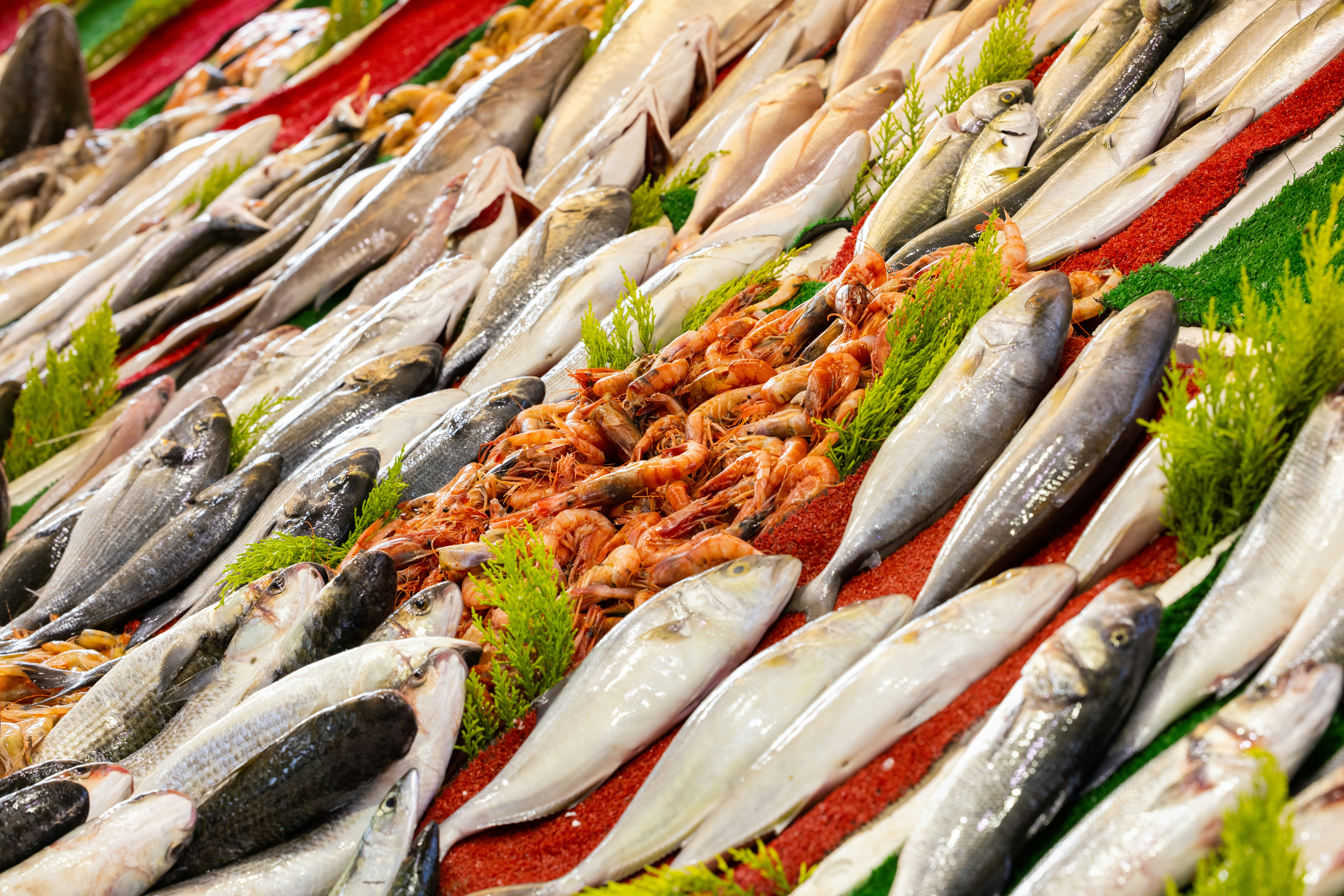 Omega-3 (EPA/DHA): riba ili kapsule? Trigliceridi, srce i mozak